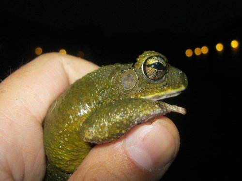 Yellow Toad