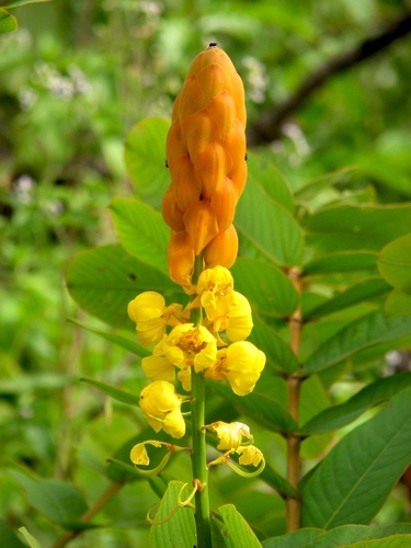 Candelabra Bush