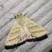 Tobacco Budworm Moth - Photo (c) Timothy Reichard, all rights reserved, uploaded by Timothy Reichard
