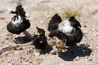 Desert Inkcap