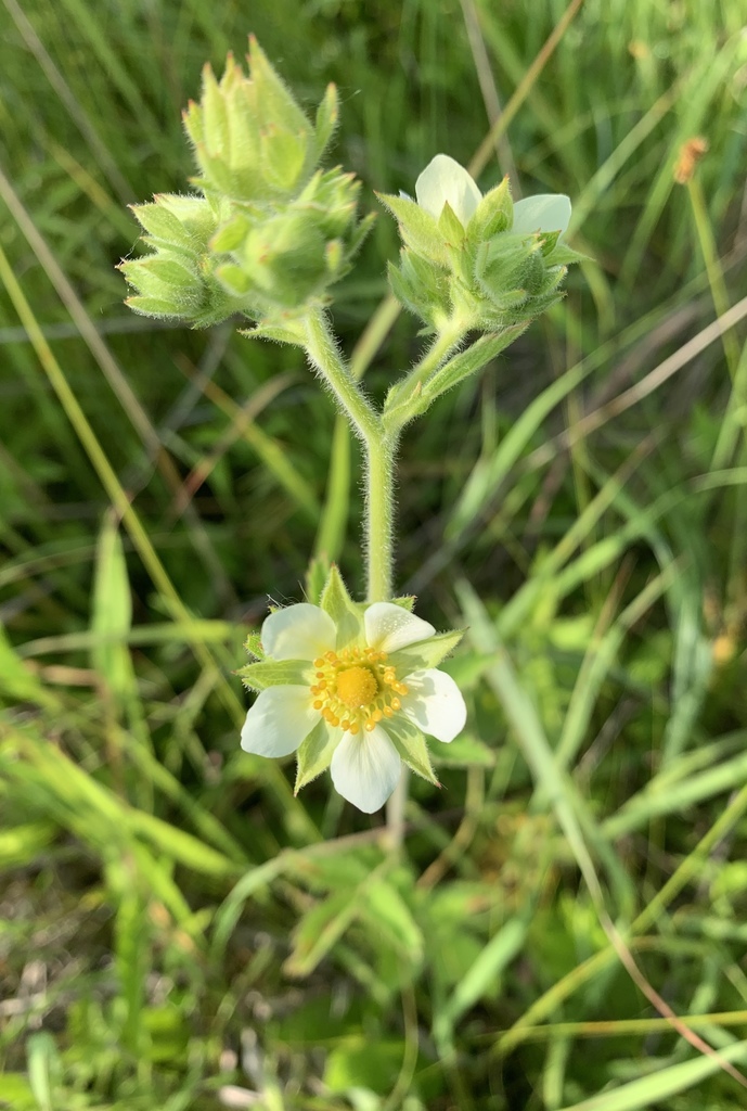 Tall Cinquefoil from 53094, Watertown, WI, US on July 9, 2019 at 08:52 ...