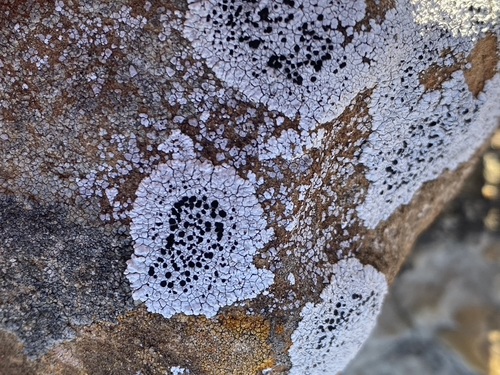 Buellia dispersa