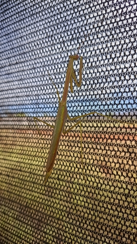 Mallee Grass Mantis