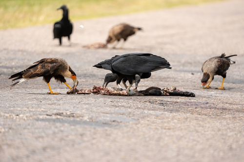 Black Vulture
