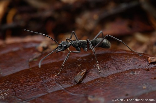 Diacamma intricatumDiacamma intricatum