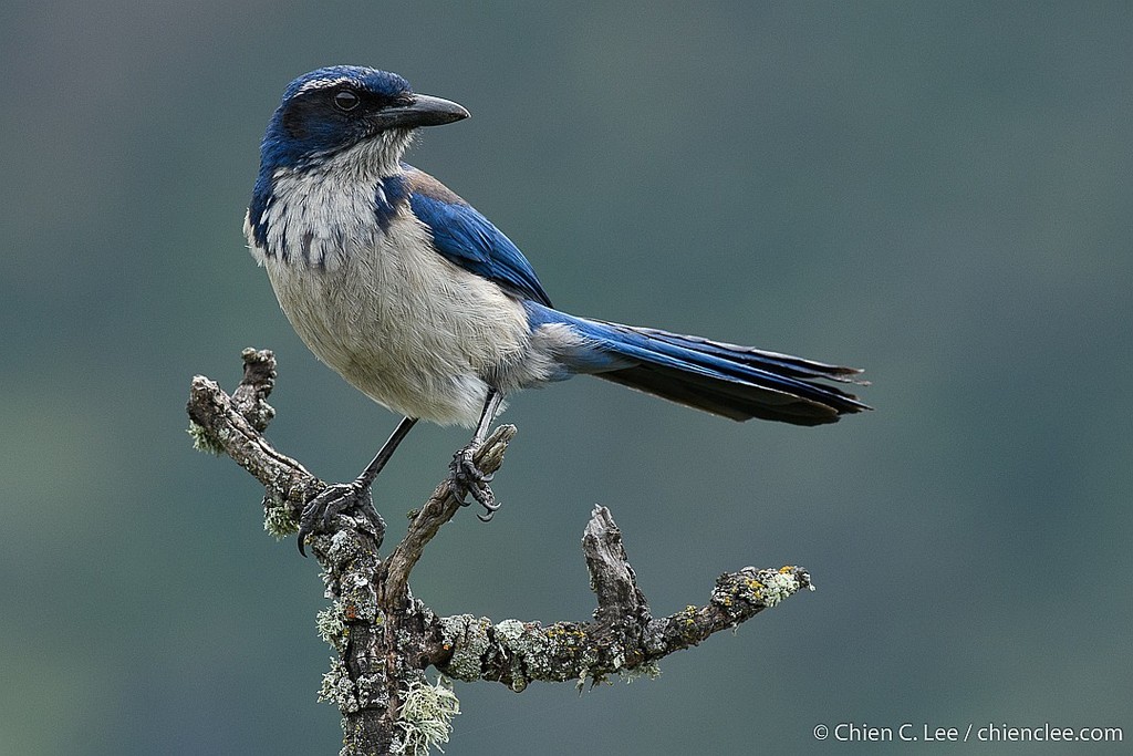 Island Scrub-Jay photo