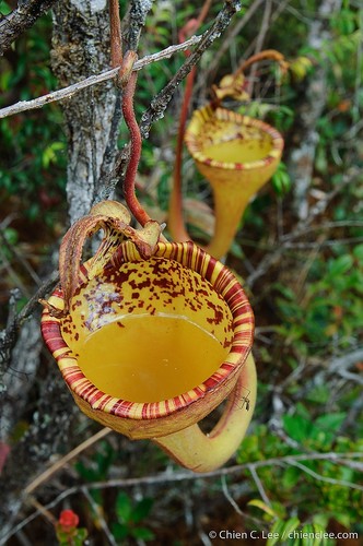 Nepenthes eymae