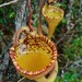 Nepenthes eymae - Photo (c) Chien Lee, all rights reserved, uploaded by Chien Lee