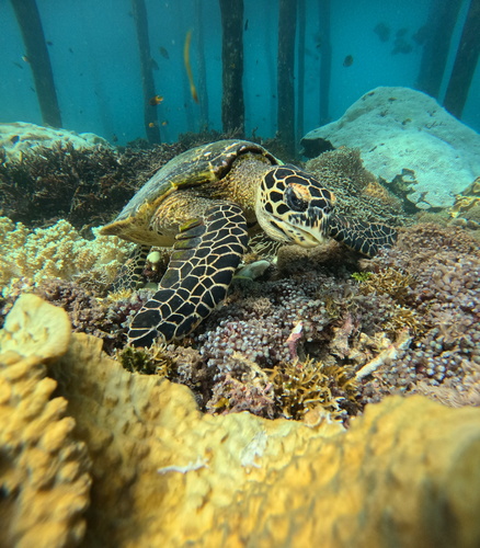 Hawksbill Sea Turtle — seen at this dive site