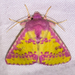 Psectrotarsia suavis - Photo (c) BJ Stacey，保留所有權利