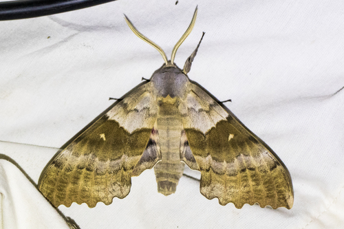 Western Poplar Sphinx