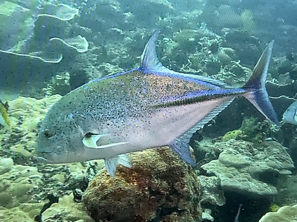 Bluefin Trevally