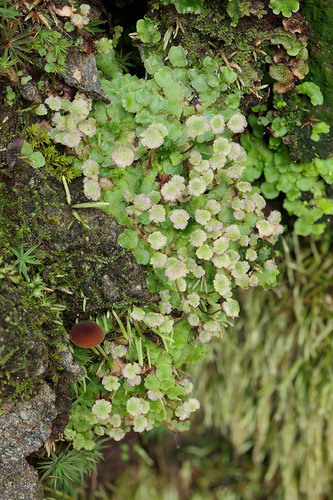 Asterella leptophylla