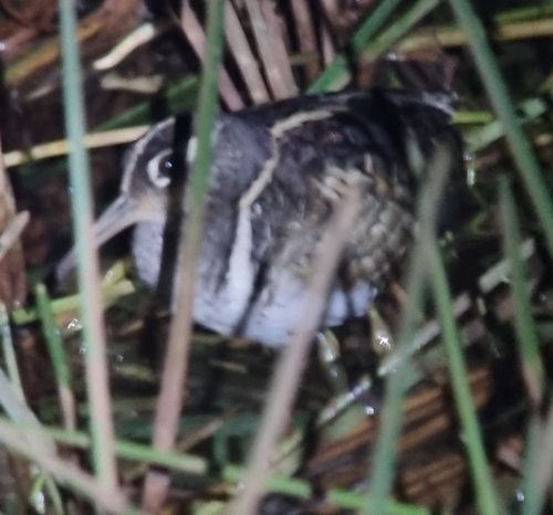 Greater Painted-Snipe