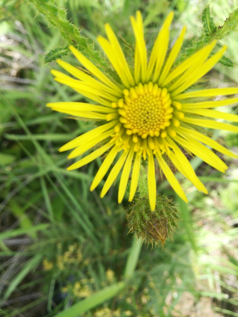 Berkheya echinacea