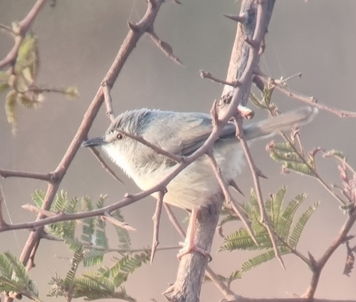 Tawny-flanked Prinia