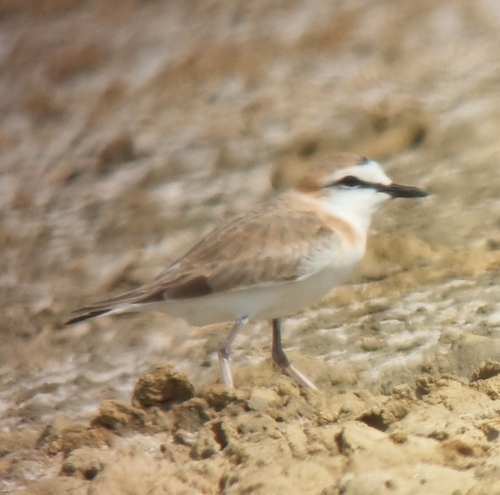 White-fronted Plover