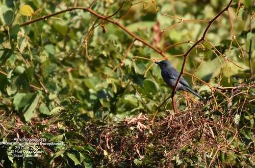Ashy Drongo (Northern Sooty)