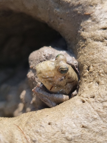 Atlantic Mudskipper