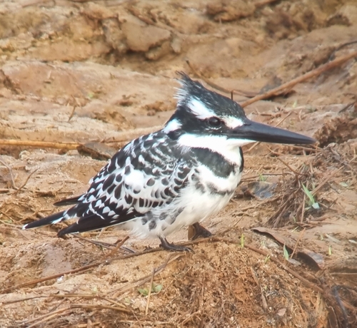 Pied Kingfisher