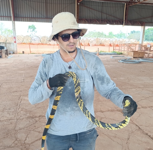 Chicken Snake
