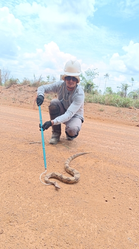 Boa Constrictor