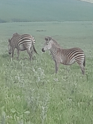 Crawshay's Zebra