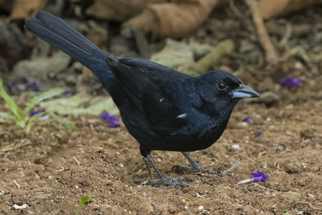 White-lined Tanager photo