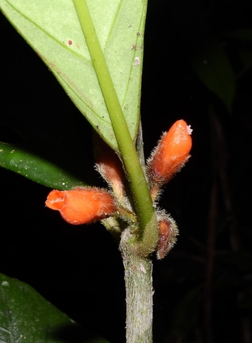 Besleria aggregata