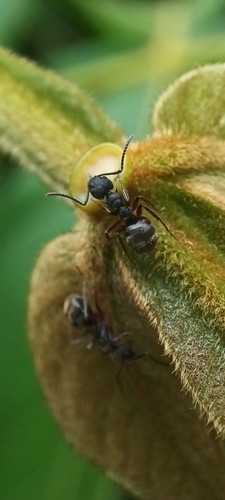 Dolichoderus epetreiusDolichoderus epetreius