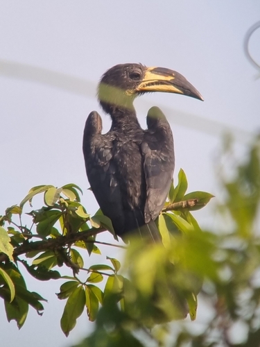 West African Pied Hornbill