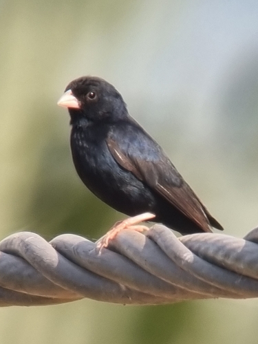 Village Indigobird