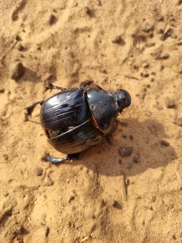 Heliocopris antenor