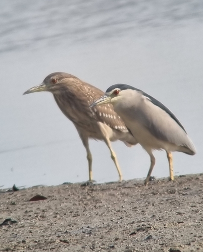 Black-crowned Night Heron