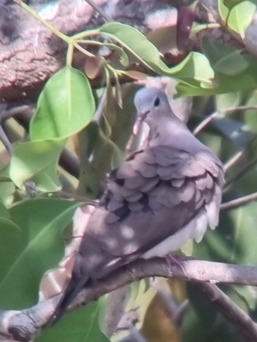 Blue-spotted Wood-Dove