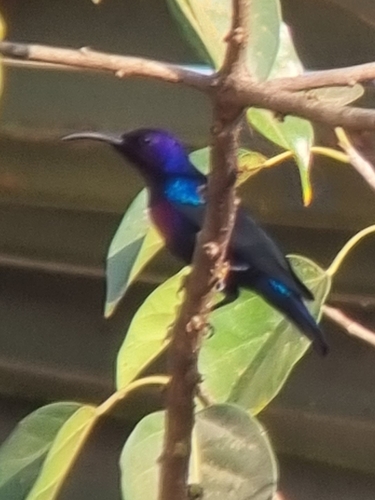 Splendid Sunbird