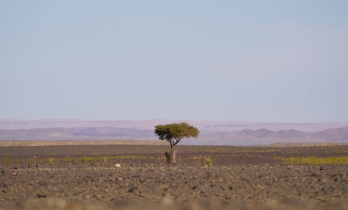 umbrella thorn
