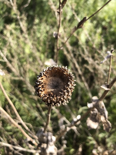 Great Valley Gumweed winter