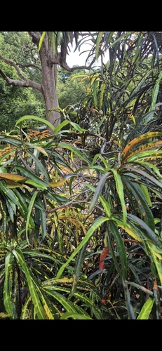 Common Tree Snake sighting