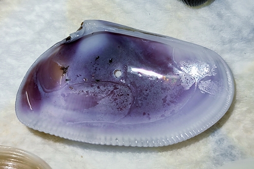 Wedge Clam