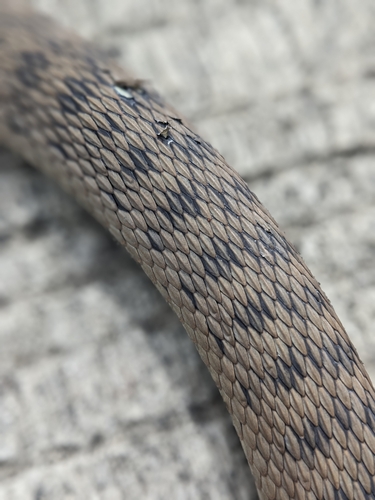 Rough-scaled Snake sighting