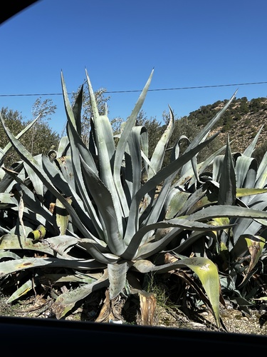 American century plant