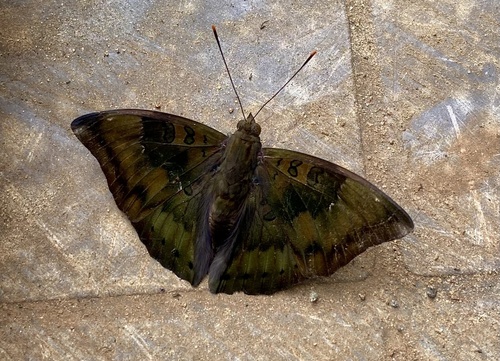 Common Baron