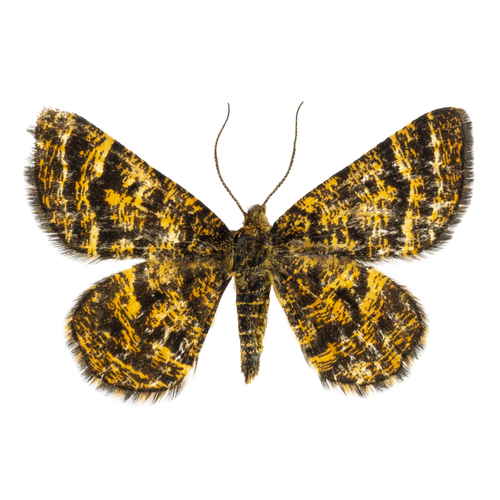 Black-banded Orange Moth