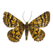 Black-banded Orange Moth - Photo (c) David Turgeon, all rights reserved, uploaded by David Turgeon
