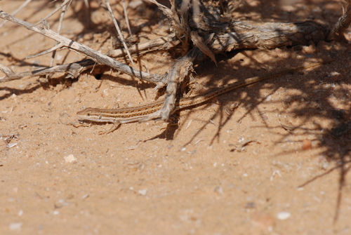 Olivier's Sand Lizard