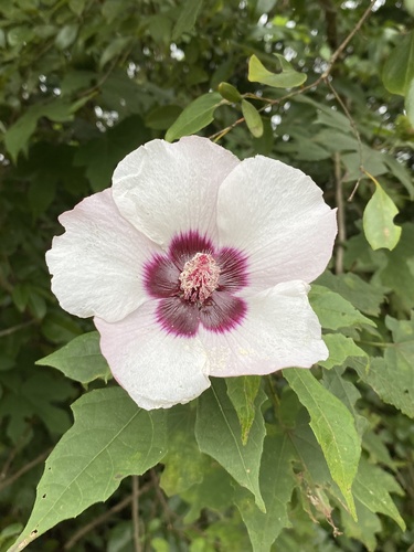 Hibiscus platanifolius
