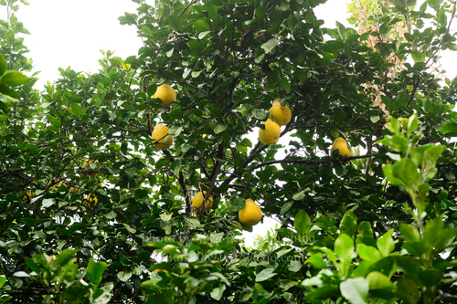 Pomelo