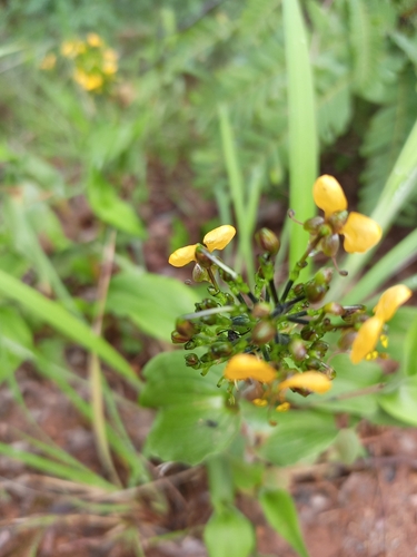Clinging Aneilema