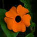 Black-eyed Susan Vine - Photo (c) cesar caballero, all rights reserved, uploaded by cesar caballero